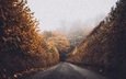 дорога, лес, листья, пейзаж, туман, осень