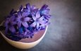 цветок, фиолетовый, гиацинт