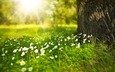 трава, солнечные лучи, белые цветы, ствол дерева