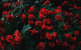 цветы, бутоны, листья, розы, лепестки, красные, розовый куст