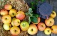 фрукты, яблоки, доски, урожай, плоды, банка, варенье