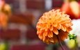 цветок, оранжевая, георгина, размытый фон