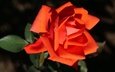 цветок, роза, темный фон, оранжевая