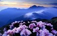 цветы, горы, холмы, туман, кусты, розовые, синева, азалия, рододендроны