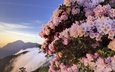 цветы, горы, туман, кусты, розовые, азалия, рододендроны