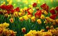 цветы, красные, тюльпаны, яркие, желтые, клумба, разные, боке
