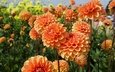 цветы, лето, много, оранжевые, клумба, боке, георгины