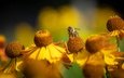 цветы, макро, осень, пчела, желтые, боке, гелениум