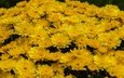 цветы, много, желтые, хризантемы, клумба