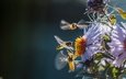 цветы, природа, насекомые, пчелы