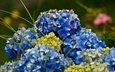 цветы, синие, гортензия