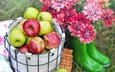 цветы, трава, фрукты, яблоки, корзина, плоды, хризантемы, сапоги, пикник