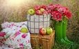 цветы, трава, фрукты, яблоки, осень, корзина, хризантемы, сапоги, пикник
