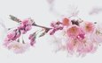 цветы, ветка, цветение, бутоны, весна, розовые, белый фон, сакура, нежные, боке