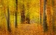 деревья, лес, листья, парк, осень, желтые, аллея