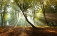 деревья, парк, утро, осень, солнечные лучи, нидерланды, опавшая листва