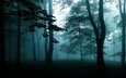 деревья, природа, лес, туман, темно