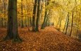 деревья, река, парк, осень, германия, опавшая листва