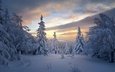 деревья, снег, лес, зима, россия, ели, тайга