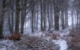 деревья, снег, лес, зима, туман, ветки, стволы, кусты, иней, дымка, снегопад, поздняя осень