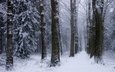 деревья, снег, природа, лес, зима, нидерланды