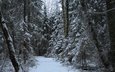 деревья, снег, природа, лес, зима, тропа