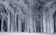 деревья, снег, природа, лес, зима