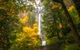 деревья, водопад, осень, фонарь, орегон, multnomah falls, водопад малтнома, columbia river gorge