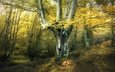 дерево, лес, осень