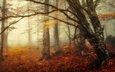 дерево, лес, утро, туман, ветки, осень