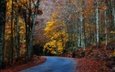 дорога, деревья, лес, листья, осень, поворот