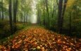 деревья, листья, парк, туман, дорожка, ветки, листва, осень, листопад, аллея, кленовые