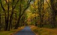 дорога, деревья, лес, осень, пенсильвания, опавшие листья