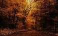 дорога, деревья, природа, лес, листья, осень