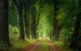 дорога, деревья, природа, лес, пейзаж, чехия