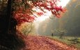 дорога, деревья, природа, лес, туман, осень