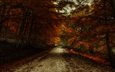 дорога, лес, листва, осень, краски осени, багрянец