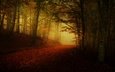 дорога, лес, туман, осень, листопад, аллея, полумрак