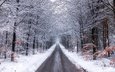 дорога, деревья, снег, лес, зима, ветки