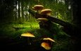 лес, грибы, темный фон, семейка
