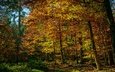 лес, листва, осень, краски осени
