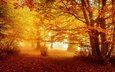 лес, парк, туман, осень, листопад, желтые листья, аллея, золотая осень