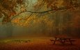 лес, парк, туман, ветки, листва, осень, стол, скамейки