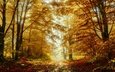 лес, туман, ветки, листва, осень, тропинка, листопад, золотая осень