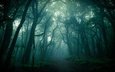 лес, туман, ветки, стволы, сумерки
