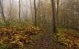 деревья, лес, туман, осень, тропинка, папоротник
