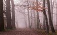 лес, утро, туман, ветки, листва, осень