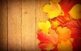 листья, фон, осень, доски, клен