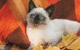 листья, кот, мордочка, осень, котенок, белый, голубые глаза, плед, сиамская кошка