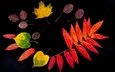 листья, осень, черный фон, осенние листья, гербарий